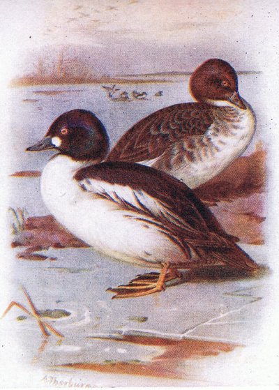 Goldeneye by Archibald Thorburn